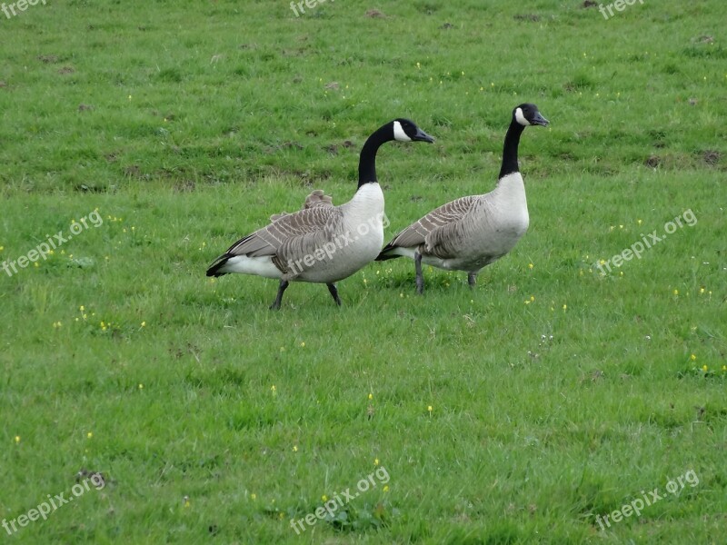 Goose Geese Meadow Bird Bird Nature