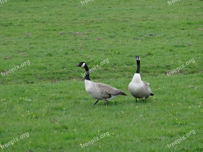 Goose Geese Meadow Bird Bird Nature