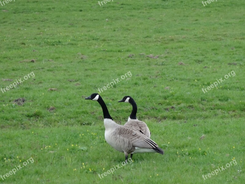 Goose Geese Meadow Bird Bird Nature