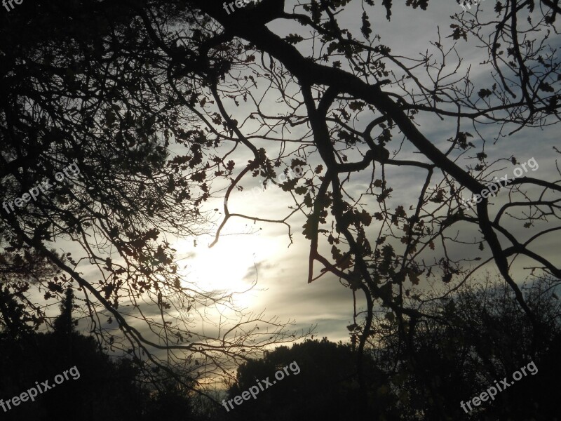 Branch Sky Contrast Nature Winter