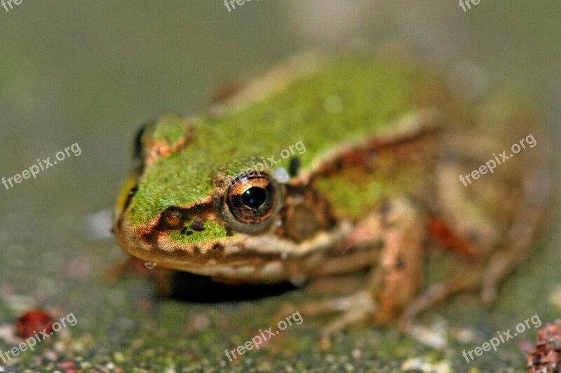 Frog Close Up Creature Animal World Green