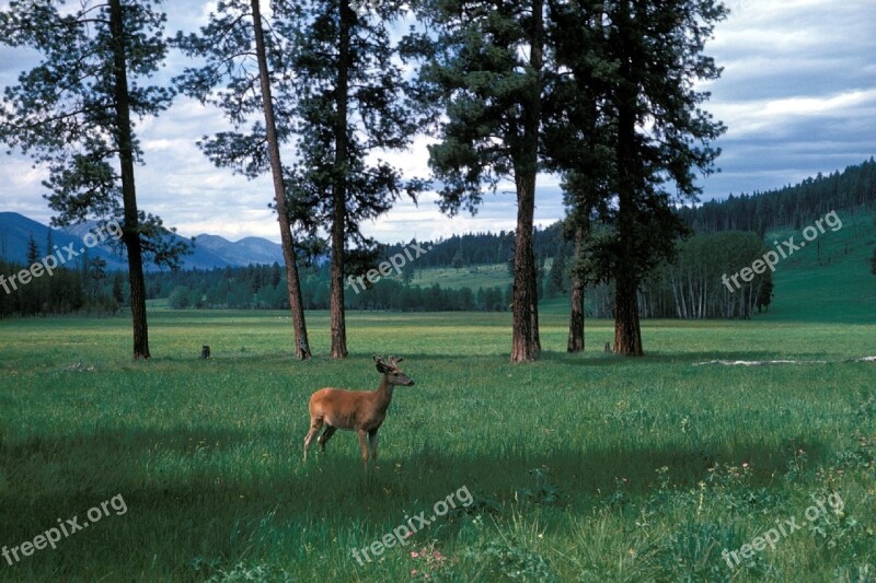 Meadow Deer Mountains Wildlife Nature