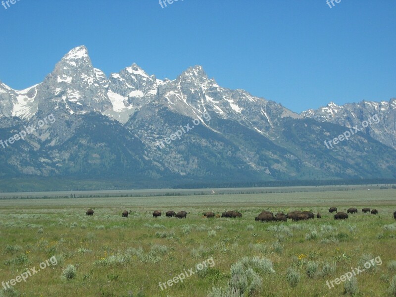 Mountains Landscape Buffalo Grazing Snow