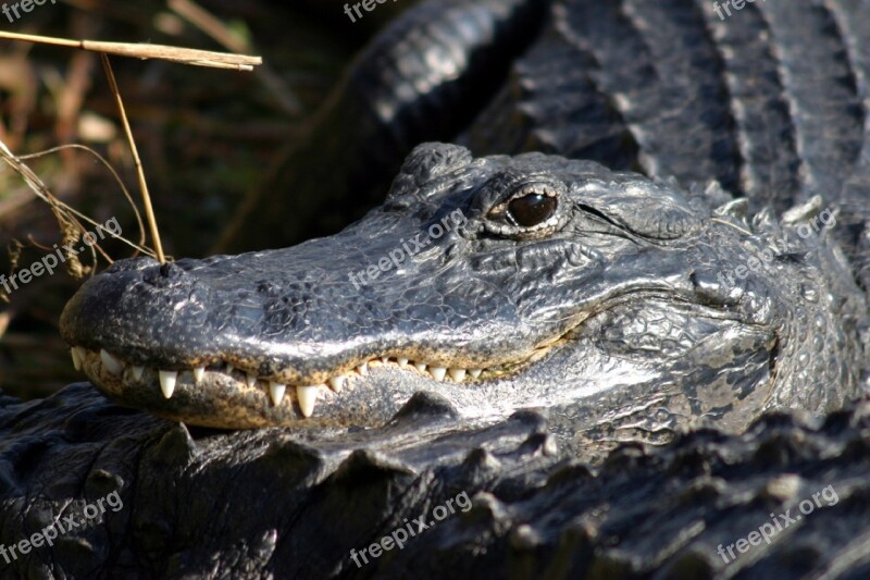 Alligator Head Teeth Reptile Macro