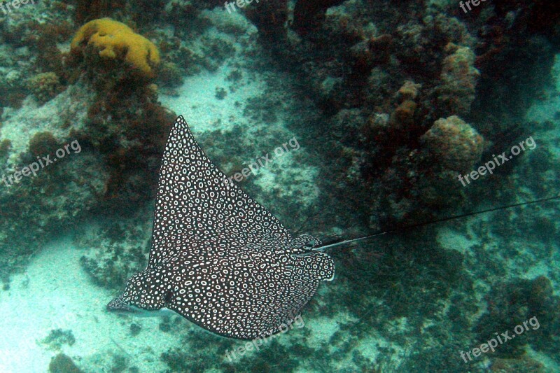 Ray Spotted Eagle Ocean Reef