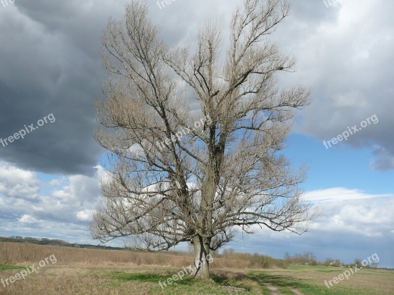 Tree Mere Landscape Nature Free Photos