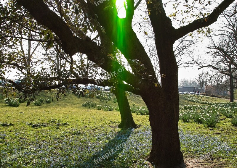 Tree Aasee Münster Sunshine Green