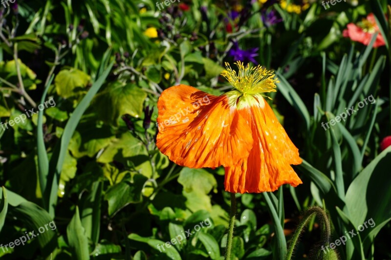 Poppy Flower Spring Blossom Bloom