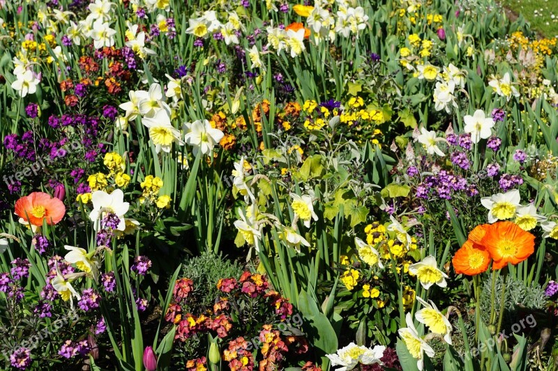 Flowers Spring Blossom Bloom Plant