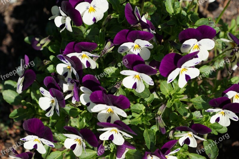 Flower Spring Blossom Bloom Plant