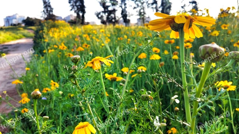 Yellow Flower Israel Field Grass Yellow Field