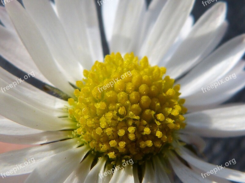 Spring Daisy Close Up Quality Petals