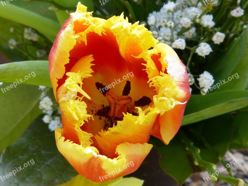 Macro Close Up Blossom Bloom Nature