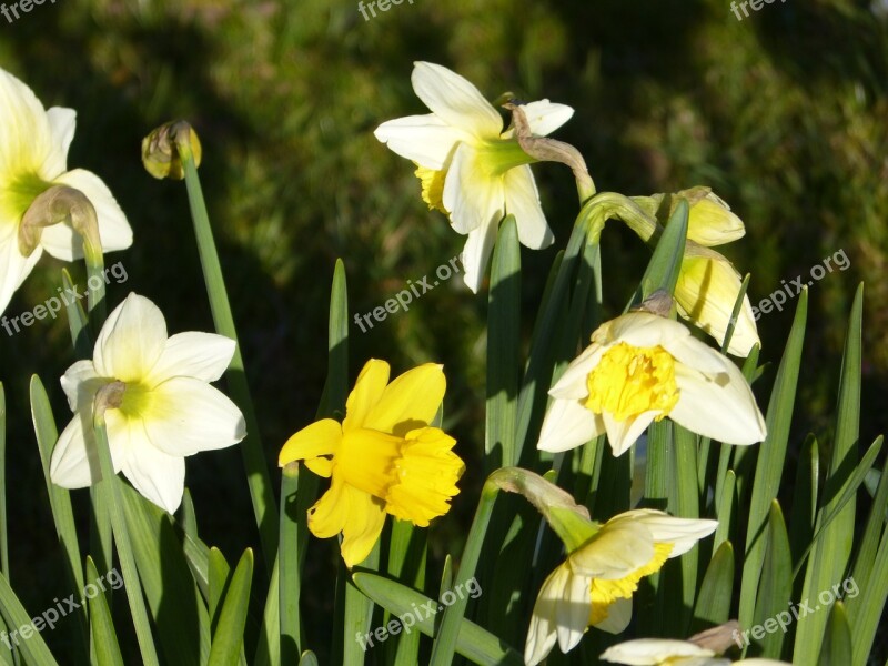 Narcissus Blossom Bloom Yellow Daffodil