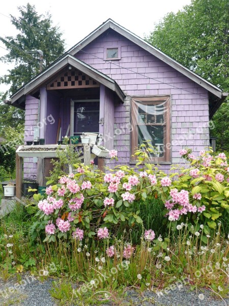 Alaska Flowers House Purple Blooming