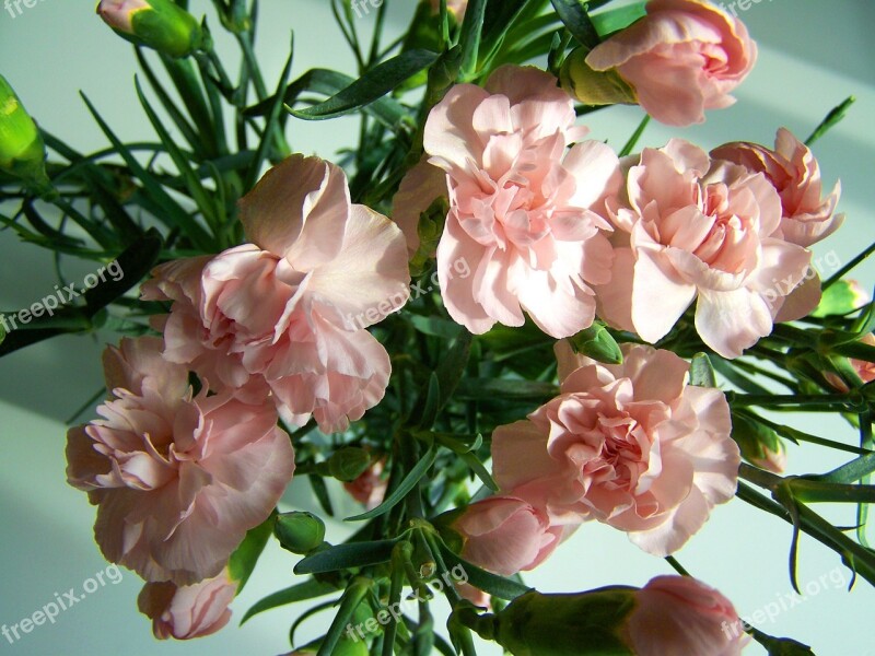 Carnation Bouquet Pink Flower Bunch Of Flowers Free Photos