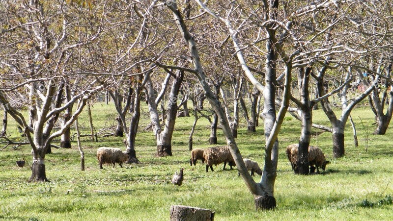 Animals Sheep Field Animal Nature