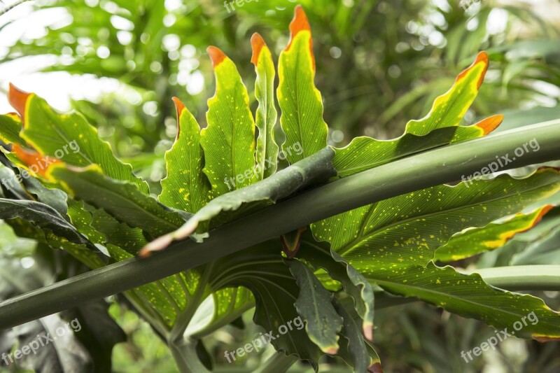 Tropical Leaf Leaves Green Plant