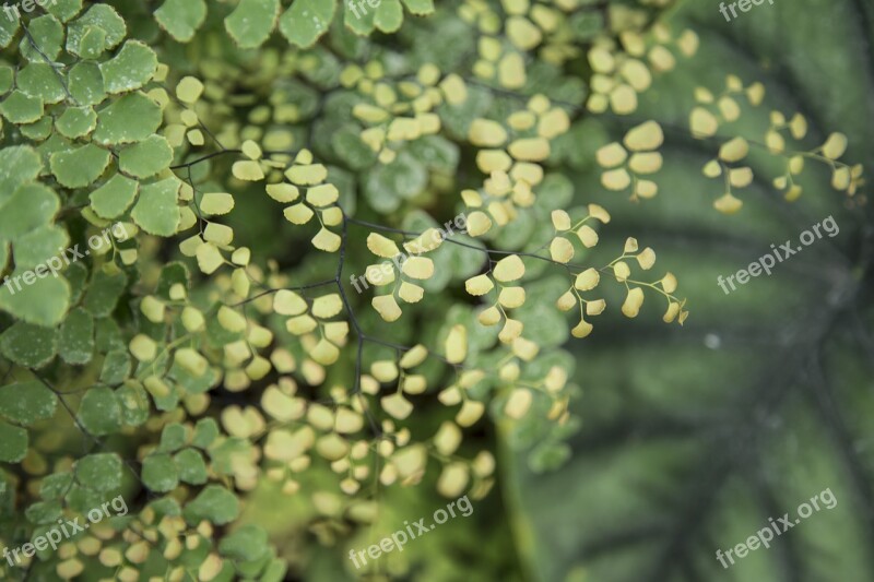 Tiny Leaves Green Nature Leaf