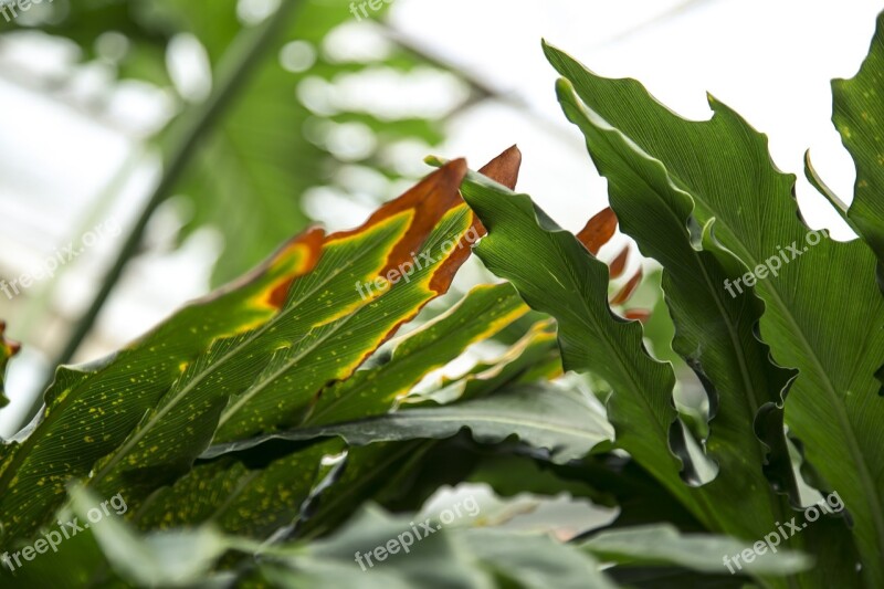 Tropical Leaf Leaves Green Plant