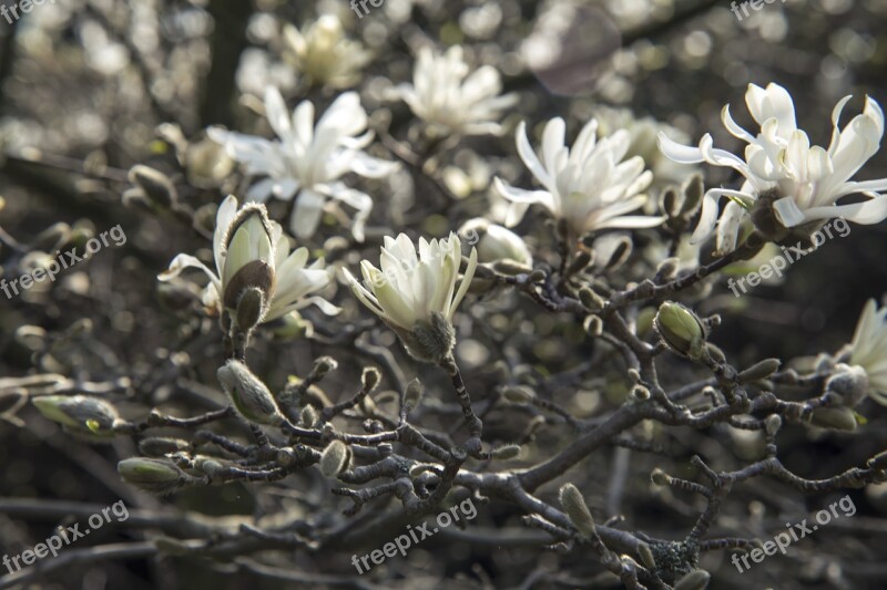 Magnolia Tree Bloom Blossom Flower