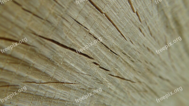 Texture Wood Wooden Timber Pattern