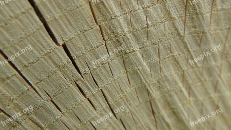 Texture Wood Wooden Timber Pattern