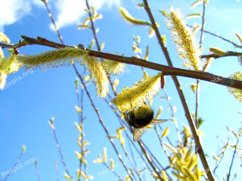 Blooming Barka Branch Pollination Bumble Bee