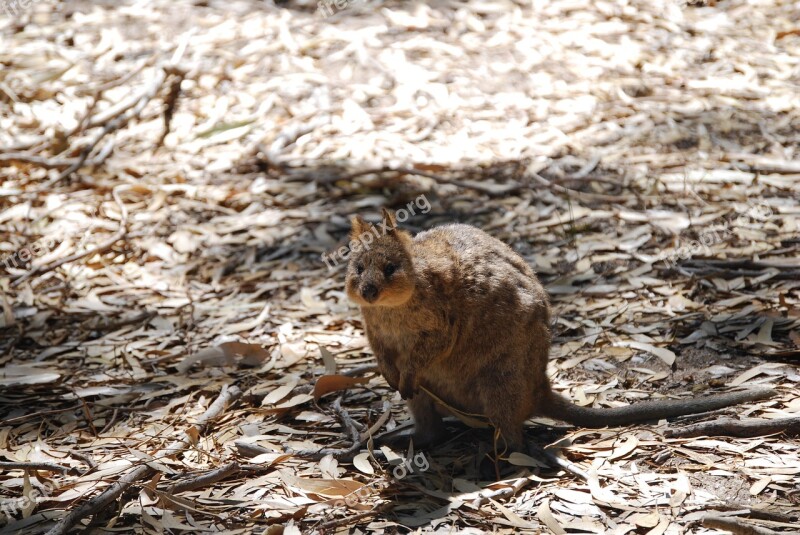 Quokka Animal Australia Wild Wildlife