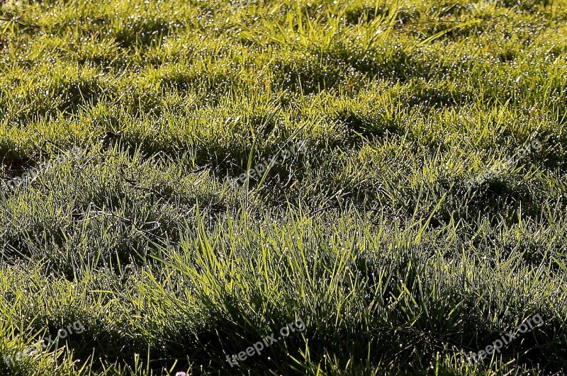 Meadow Grass Morgentau Dewdrop Drops Of Morning Dew