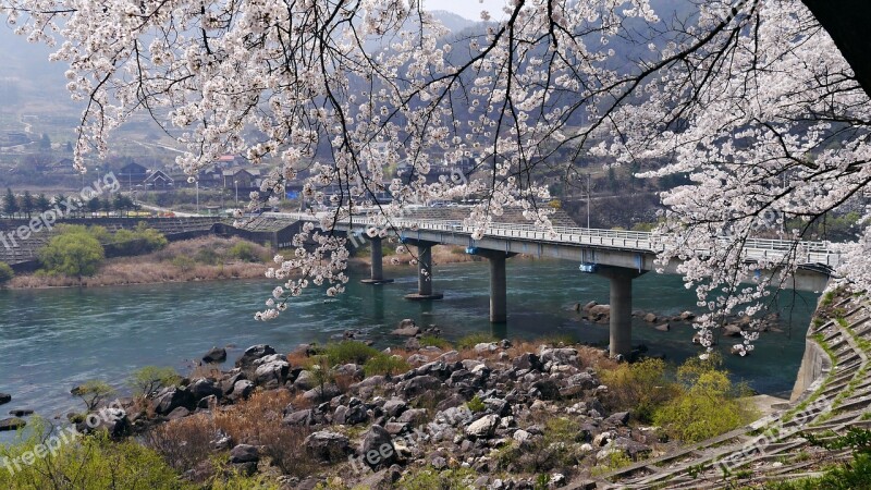 Cherry Blossom Chungju Lake In The Spring I'm Back Free Photos