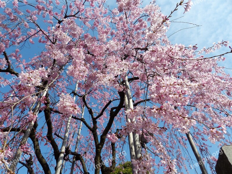 Sakura Cheery Blossom Sky Spring Tree