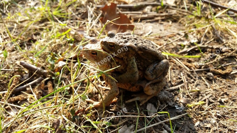 Toad Amphibians Pairing Toad Migration Free Photos