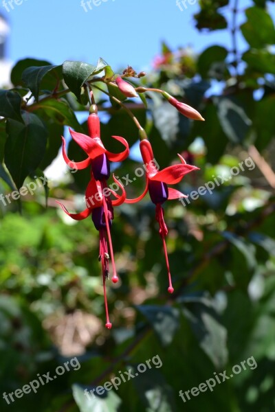 Quiver Fuchsia Flower Free Photos