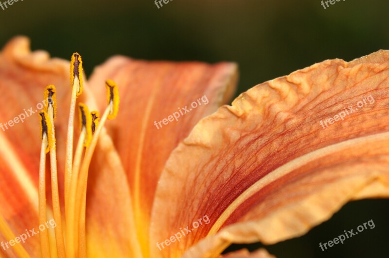 Flower Macro A Flower Can Heal With Its Close Up Free Photos