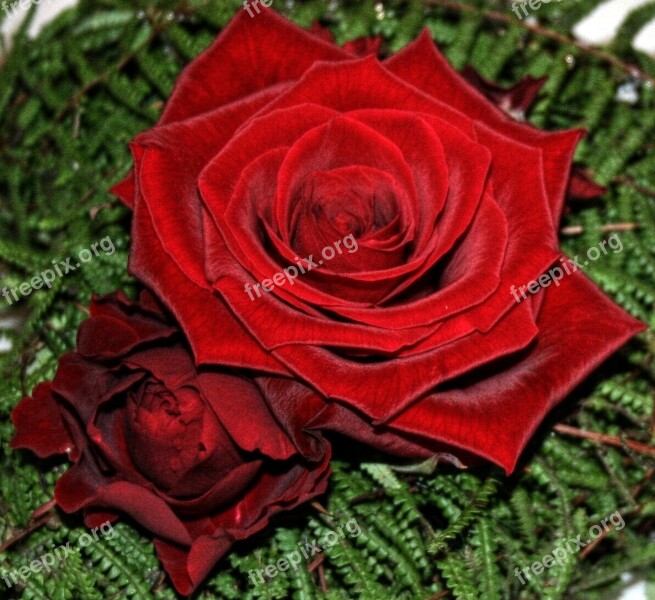 Rose Red Plant Nature Romantic