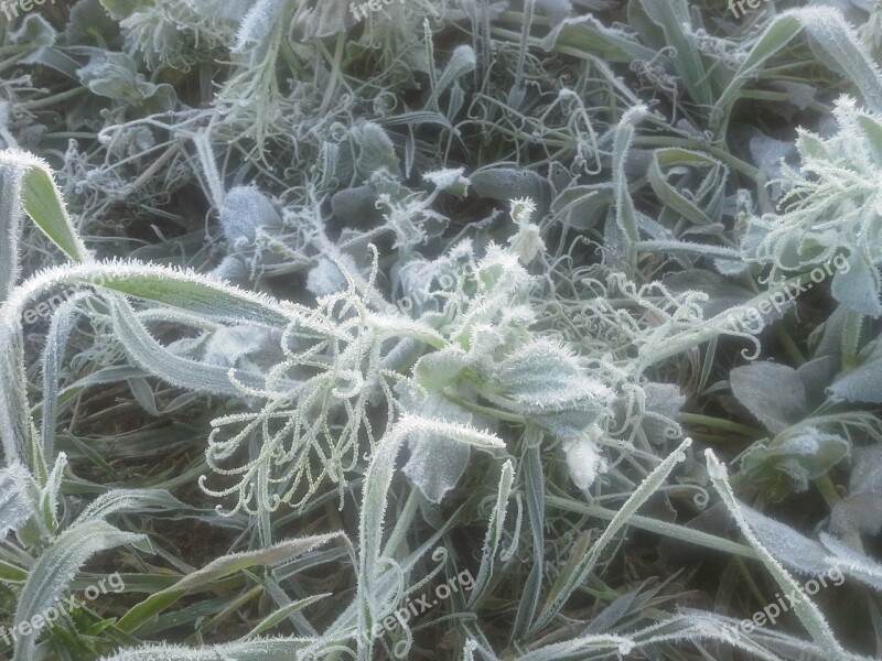 Frozen Frost Snow Crystals Cold Hoarfrost