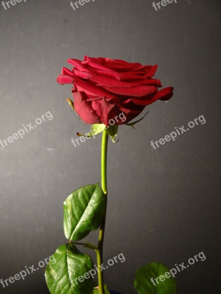 Rose Flower Plant Red Rose Red