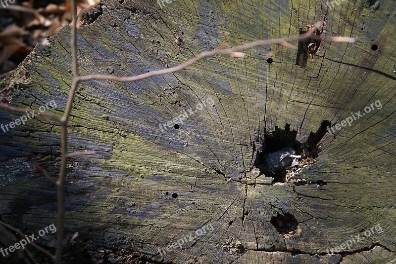 Trunk Cut Down A Tree Lying In Stock Próchniejący Stock Cross Section Of The Trunk