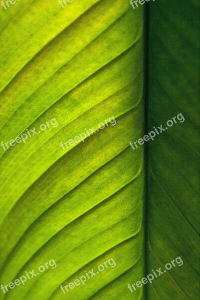 Leaf Green Nature Plant Green Leaf