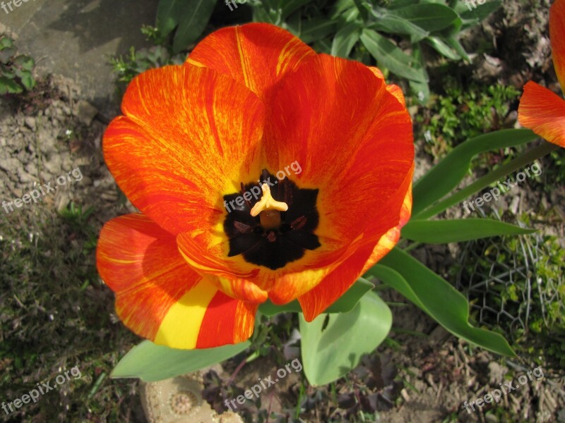 Tulip Flower Spring Flowers Close Up