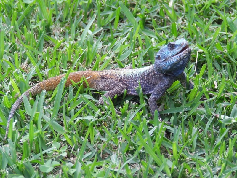 Lizard Nature Animal Reptile Chameleon