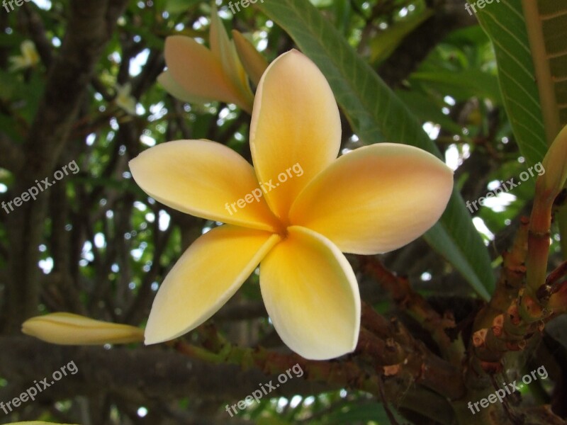 Flower Frangipani Nature Floral Plant