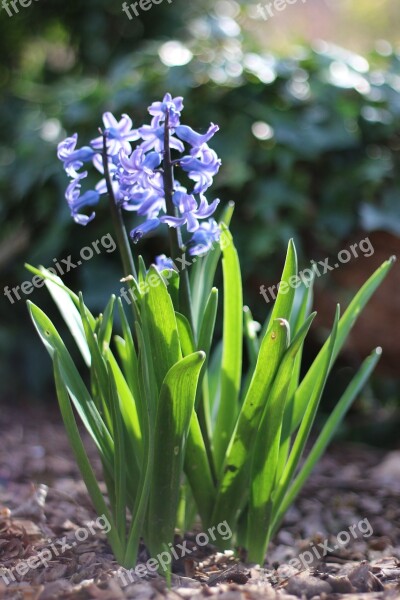 Spring Flowers Nature Macro Garden