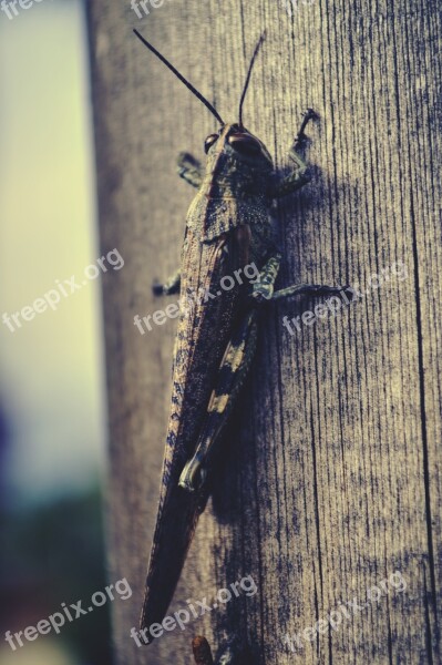 Grasshopper Animal Tree Close-up The Antennæ