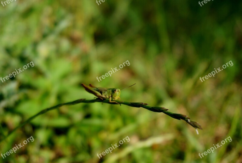 Front Grasshopper Focus Nature Macro