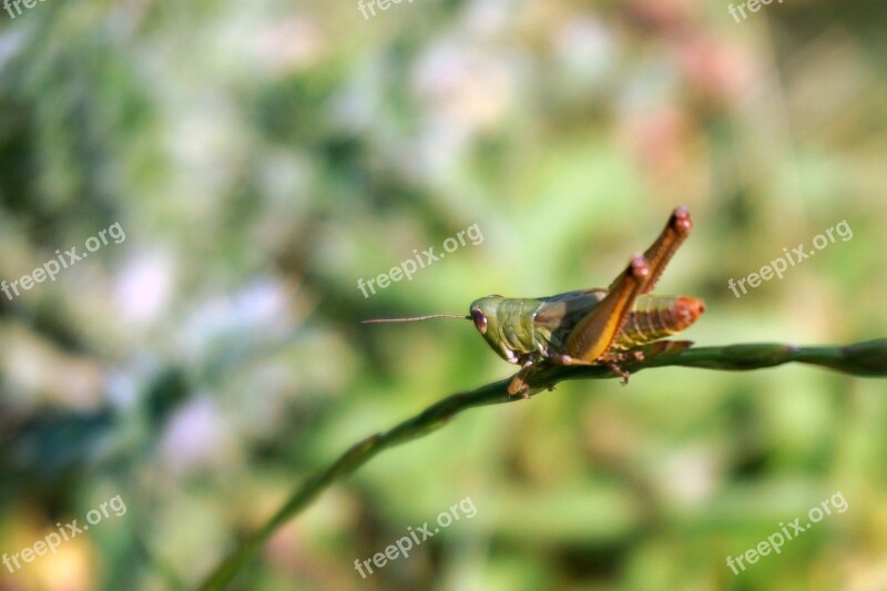 Grasshopper Focus Nature Macro Wildlife