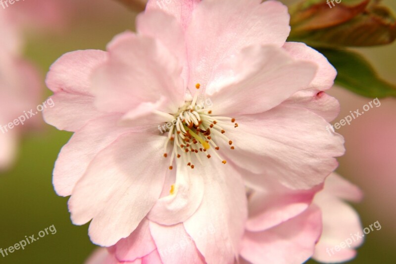 Cherry Blossom Flowers Blossom Spring Bloom