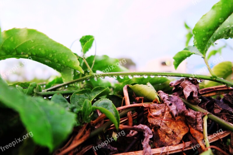 After Rain Water Droplets Landscape Free Photos