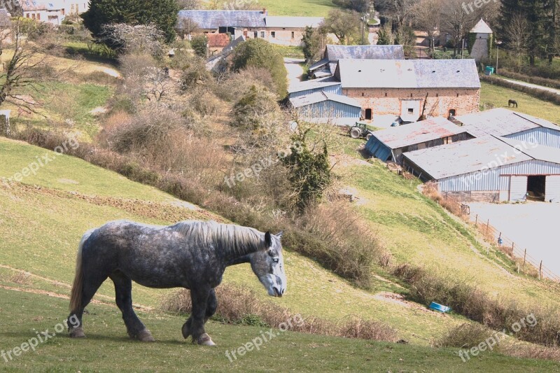 Horse Horses Animals Animal Mare